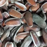 تخمه افتاب گردان|حراج|کدکن, |دیوار