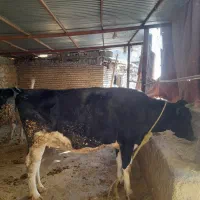 گاو نخلی کوشتی چاق