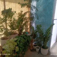 گل های طبیعی