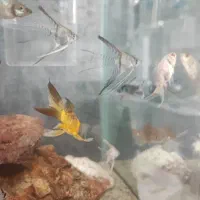 ماهی انجل کوی گوپی گلدفیش