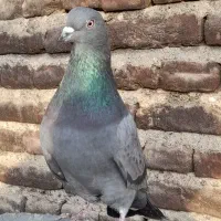 کبوتر تهرانی|پرنده|ایلخچی, |دیوار