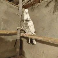 کبوتر  پرشی