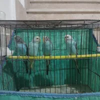 ۴ عدد مرغ عشق ۳ماهه