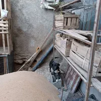 سگ پاکوتاه|سگ|صحنه, |دیوار