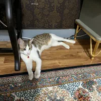 گربه‌ی گمشده