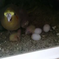 شاه طوطی .عروس .مرغ عشق .فنچ.سیمرغ|پرنده|ساوه, |دیوار