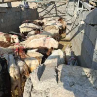 فروش تعداد 28راس میش داشتی جوان ودرجه یک