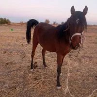 اسب|اسب و تجهیزات اسب‌سواری|دشتابی, |دیوار