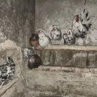 مرغ و خروس گلین و لری|حیوانات مزرعه|جونقان, |دیوار