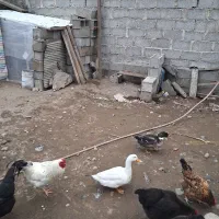 اردک|حیوانات مزرعه|رشت, گلباغ نماز|دیوار