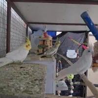 فروش ۶جفت عروس