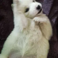 توله ۶۰روزه