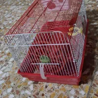 قفس پرنده و همستر|لوازم جانبی حیوانات|لاهیجان, کوی آزادگان|دیوار