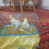 فروش دو عدد عروس هلندی و یه مرغ عشق و قفس