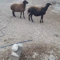 میش‌وبره.میش.گوسفند.بره.قوچ