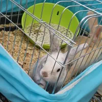 ۲ عدد خرگوش نژاد لپ با تمامی وسایل|موش و خرگوش|محلات, |دیوار