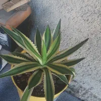 گل های آپارتمانی و بیرونی