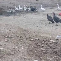 غاز|حیوانات مزرعه|زاهدان, |دیوار