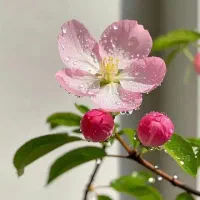 سلام گل خوش بو وقشنگ