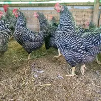 مرغ و خروس پیلموت اصل پلیموت راک (به علت جمع آوری)|حیوانات مزرعه|تبریز, |دیوار