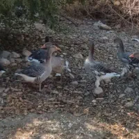 غاز محلی|حیوانات مزرعه|شیراز, بید زرد|دیوار