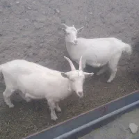 بزعاله سانن آبستن اصل