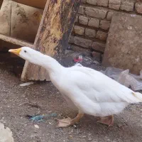 بوقلمون و غاز|حیوانات مزرعه|قم, جمکران|دیوار