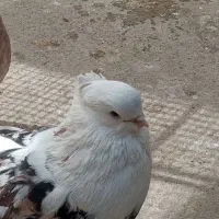 کبوتر نر پشتکار سرور