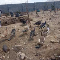 بوقلمون فروشی