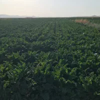 اجاره-زمین-کشاورزی-و-چاه-دربستی
