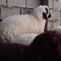 بره ماده