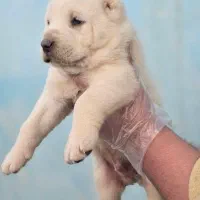 آلابای روس اصیل با ضمانتنامه|سگ|اصفهان, میرعماد|دیوار