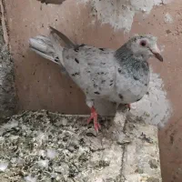 ماده هفرنگ