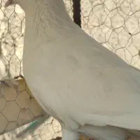 کبوتر پتی واله|پرنده|ساوه, |دیوار