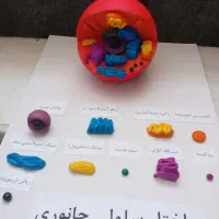 ماکت ساختار سلول جانوری