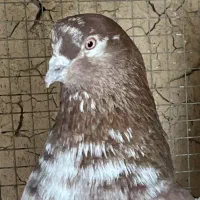 کفتر جوجه کشی