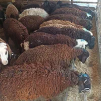 شرق وغرب زنده میخوای بامن گوسفند ببر