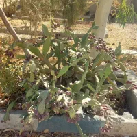 میوه درختچه کاکتوس