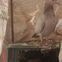 کفتر هفترنگ