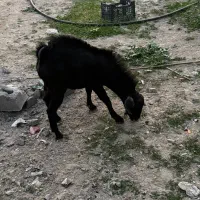 نری.بازدید دولاب