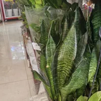 گل شهرضا
