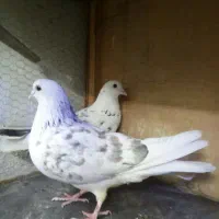 کبوتر گرفتنی پلاکی قفس جفت کن تکی غلامی