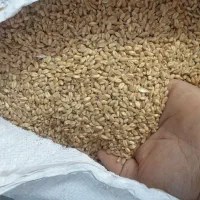 خریدار گندم...