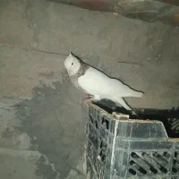 کبوتر|پرنده|میاندوآب, |دیوار