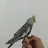 چند عدد عروس هلندی|پرنده|کارون, |دیوار