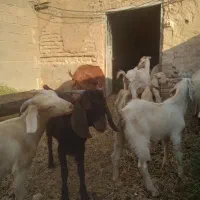 دو عدد بز و چهار عدد کره بزها لنگ سه قلو شکم اول
