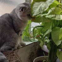 توله گربه اسکاتیش نر|گربه|بروجرد, |دیوار