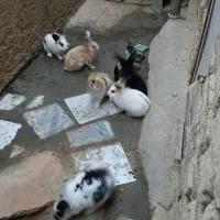 خرگوش لوپ