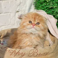 توله گربه قشنگ