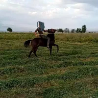 مادیان اصیل